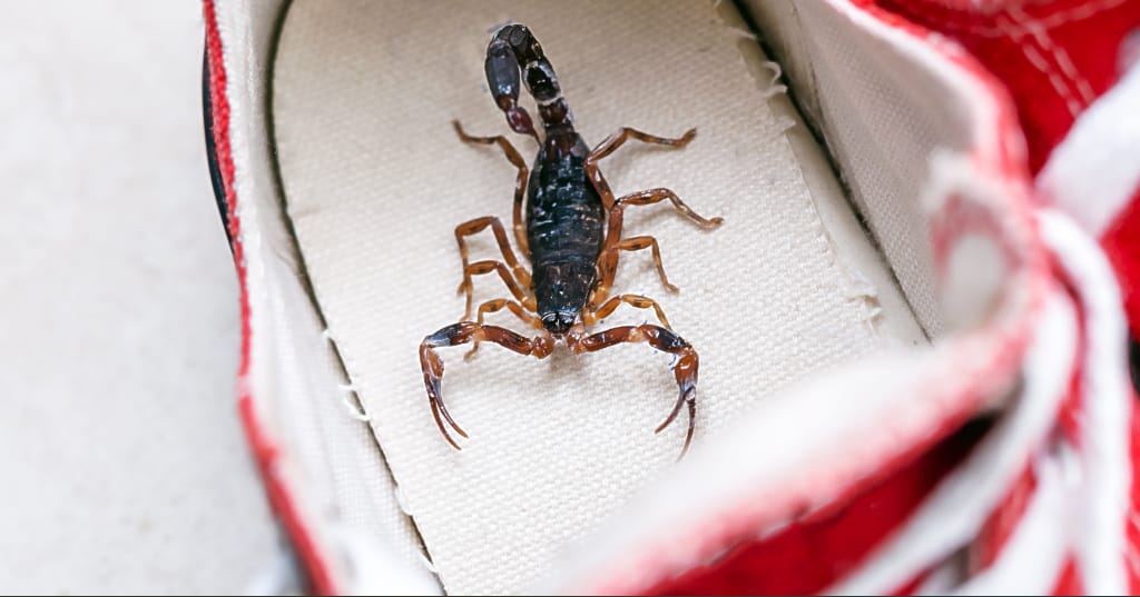 Scorpion found inside a shoe