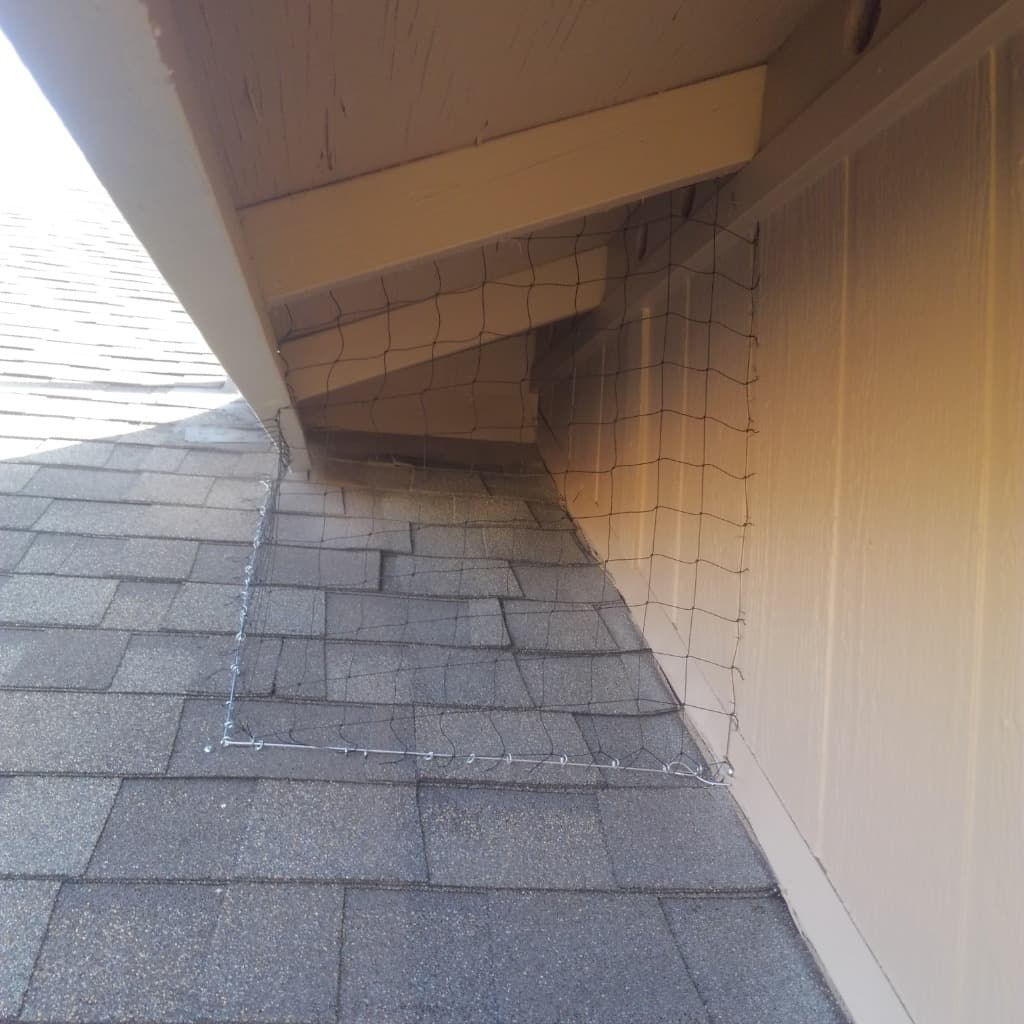 Desert landscape care and maintenance