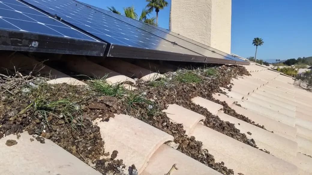 Are Pigeon Droppings Dangerous? Cleanup & Health Risks in AZ