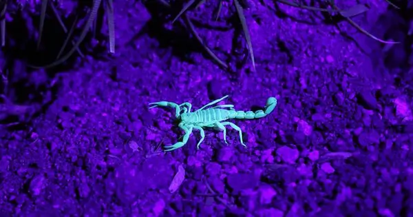 Glowing scorpion under ultraviolet light on desert soil for Patrick’s Home Solutions’ scorpion control guide in Surprise, AZ.