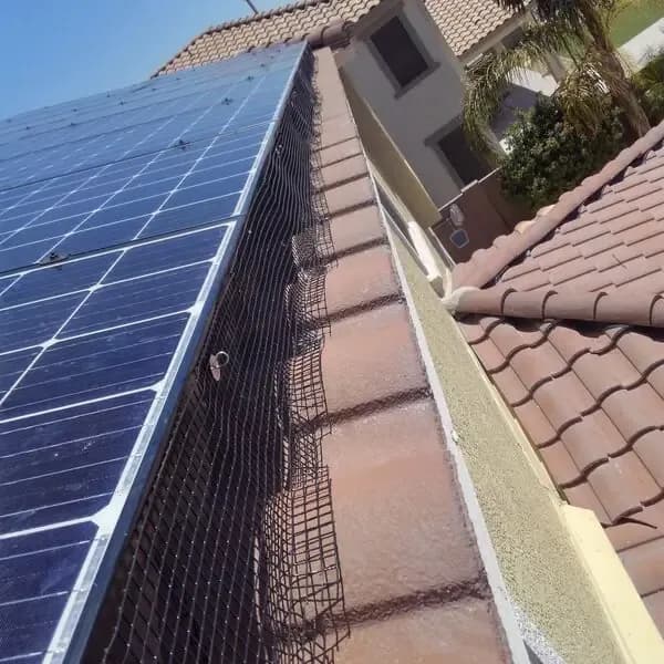 How to Keep Pigeons Off Solar Panels in Arizona