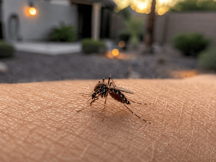 Close-up of a mosquito feeding on human skin outdoors in an Arizona backyard, illustrating mosquito activity and bite risk around residential homes.