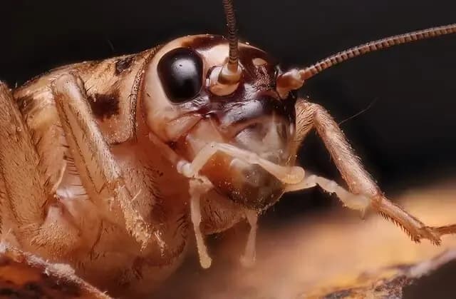 Cricket Control in Arizona (and Why Crickets Bring Scorpions)