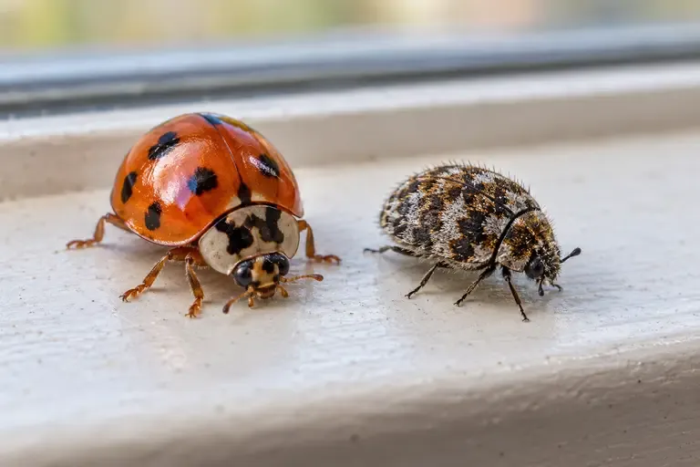 Close-up comparison of an Asian lady beetle with its M-shaped mark next to a smaller carpet beetle.