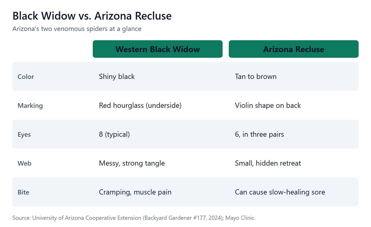 Arizona’s two venomous spiders compared: western black widow vs. Arizona recluse.