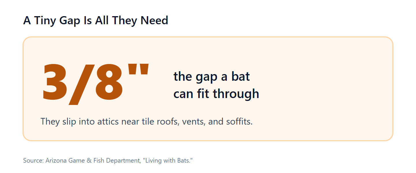 Bats can enter through a gap as small as 3/8 inch (Arizona Game & Fish).