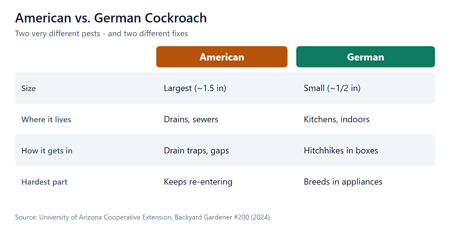 American vs. German cockroach: different pests needing different control (UA Cooperative Extension).