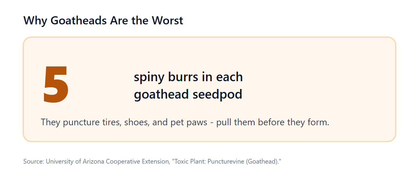Each goathead seedpod splits into five spiny burrs (UA Cooperative Extension).