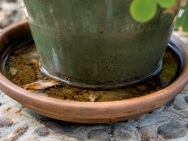 Plant pot sitting in a saucer filled with stagnant water, a common mosquito breeding site in Arizona backyards.