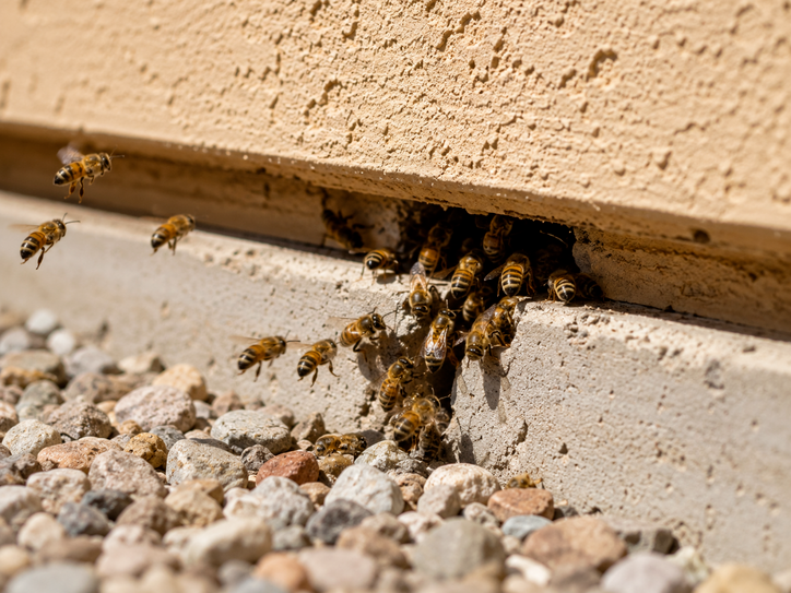 Honey bees flying into a small gap in a home's stucco exterior wall, a common entry point for hidden bee nests in Arizona.