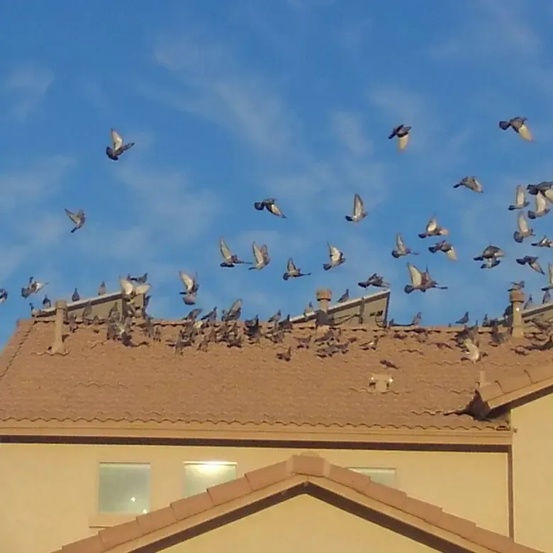 swarm of pigeons on residential roof