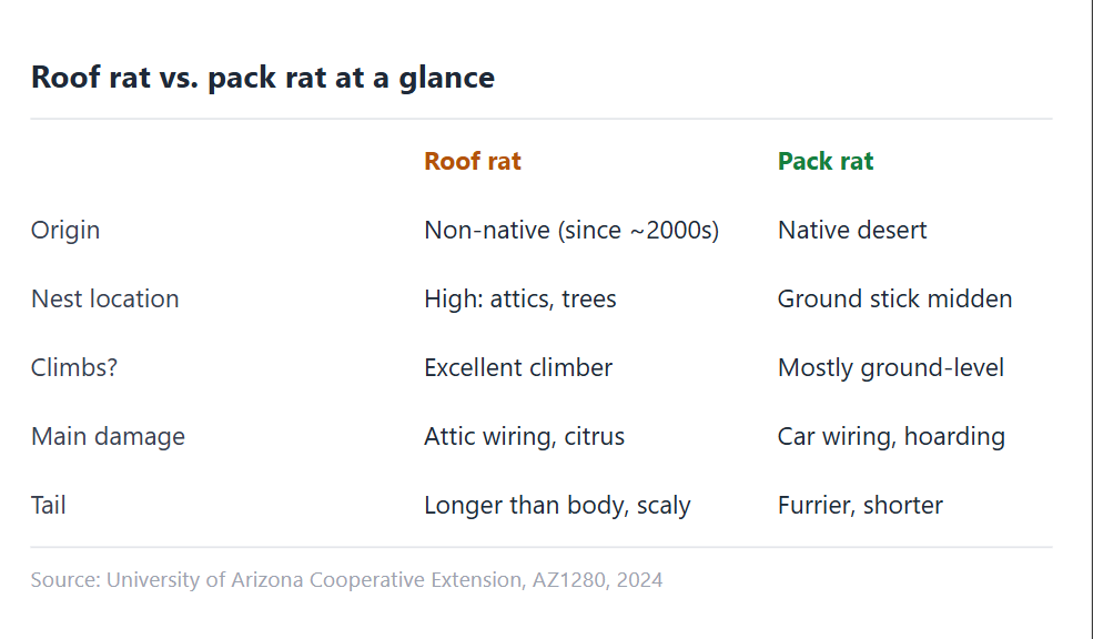 chart showing comparison of roof rat vs pack rat