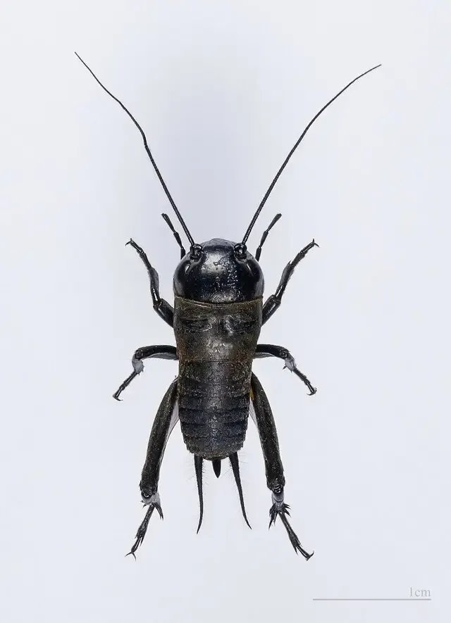 cricket control