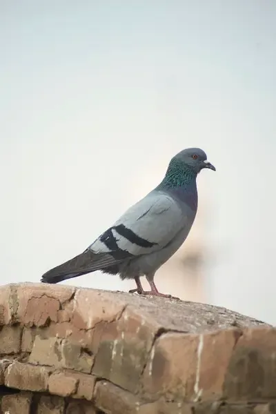 pigeon on rooftop