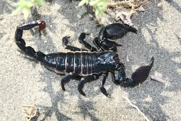 scorpion-sandy-desert-soil