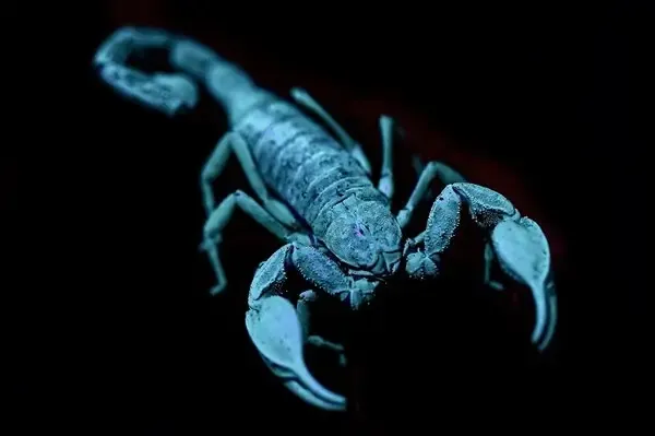 Glowing scorpion under ultraviolet light on desert soil for Patrick’s Home Solutions’ scorpion control guide in Surprise, AZ.