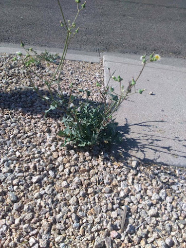 weed control surprise az