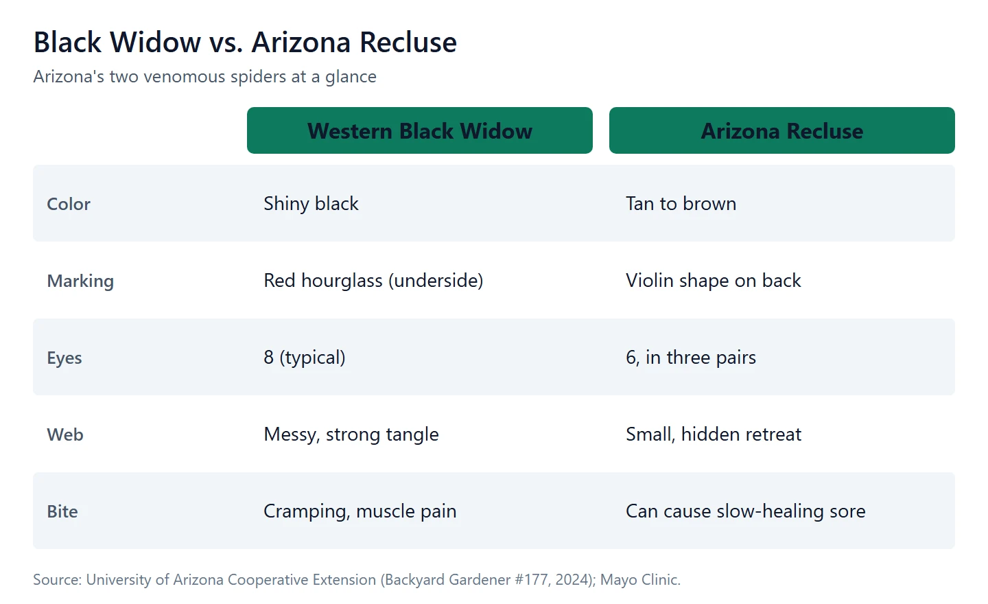 Arizona’s two venomous spiders compared: western black widow vs. Arizona recluse.
