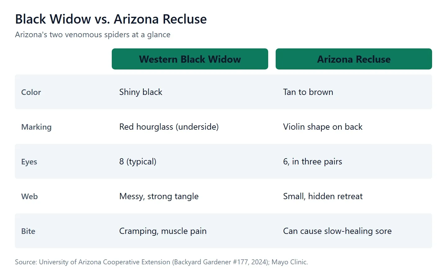 Arizona’s two venomous spiders compared: western black widow vs. Arizona recluse.