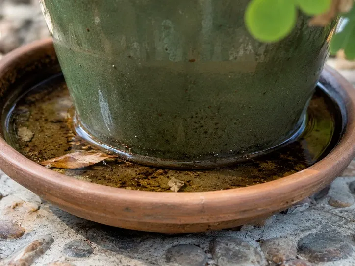 Plant pot sitting in a saucer filled with stagnant water, a common mosquito breeding site in Arizona backyards.