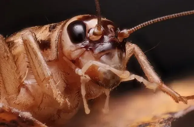 cricket control