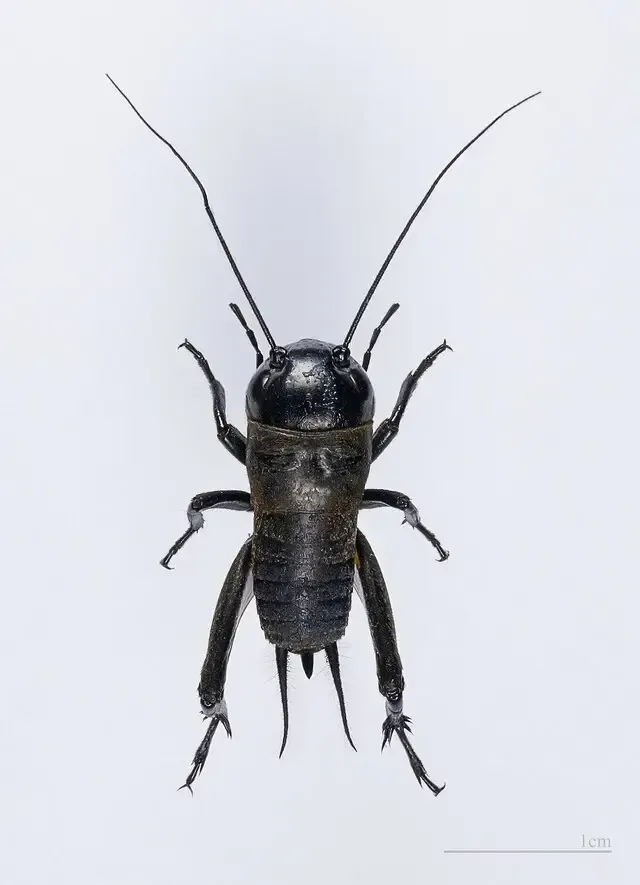 cricket control