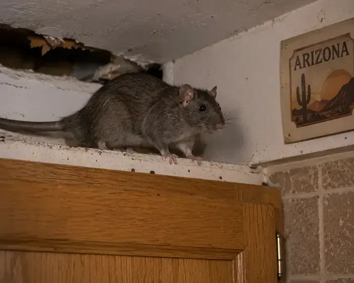 A roof rat stands on a ledge above kitchen cabinets inside an Arizona home. The brown-gray rodent is positioned near an opening in the ceiling, with visible signs of rodent activity including droppings along the ledge. Wooden cabinetry, a tiled wall, and an Arizona-themed wall sign are visible in the background, illustrating a common roof rat intrusion in a residential setting.