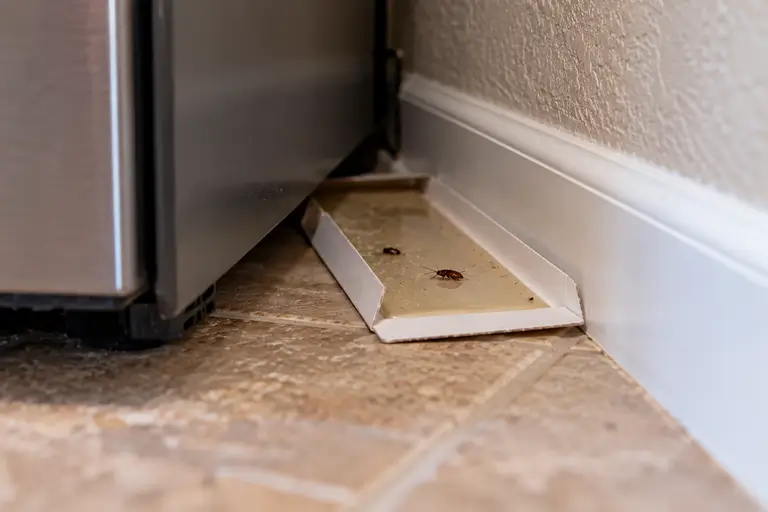 A sticky insect trap placed behind a kitchen appliance has caught a few crawling pests.