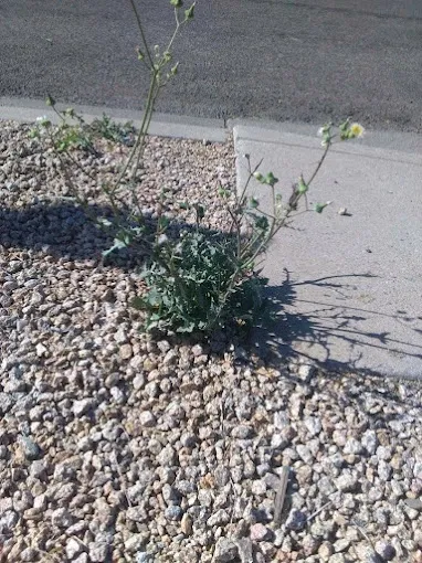 weed control surprise az